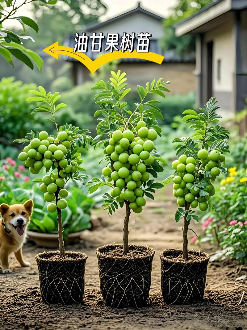 冬青苗的种植与养护：一场关于绿意的守望