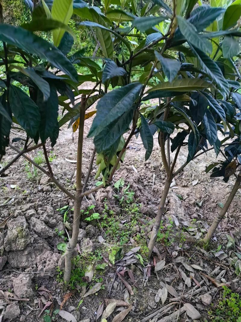 泰安苗木基地：绿色经济的产业心脏