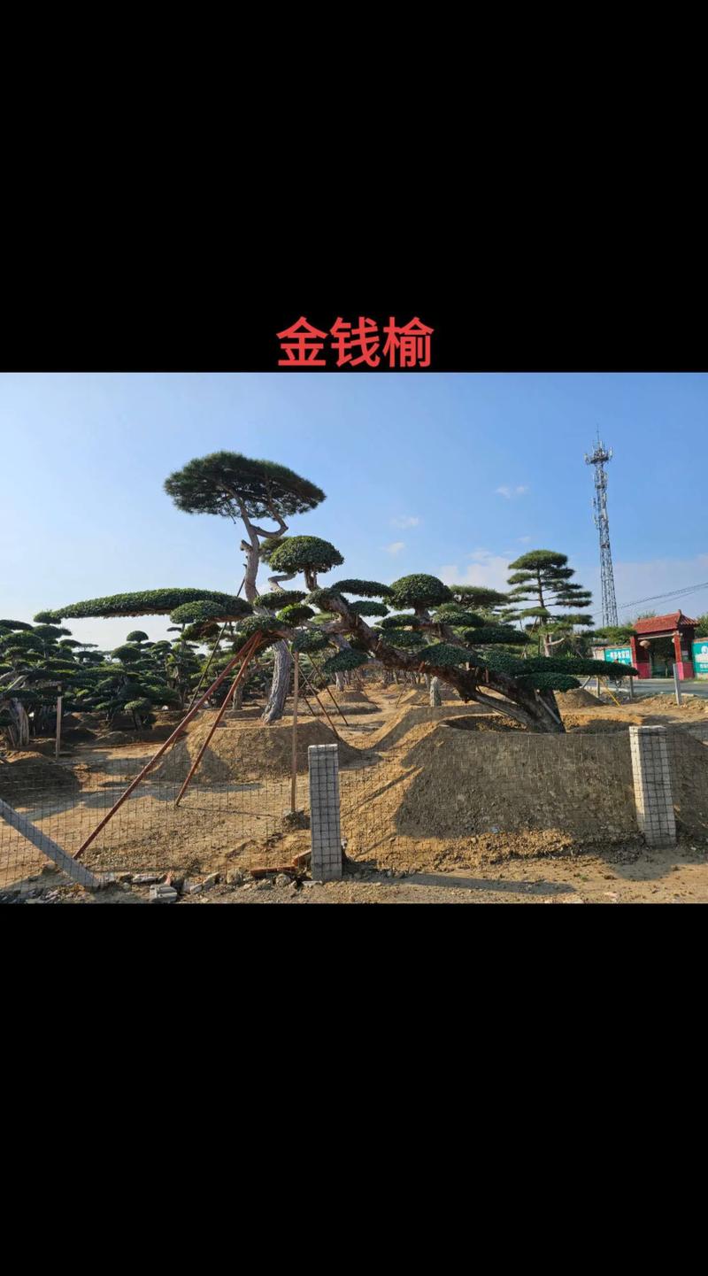泰安苗圃：城市的绿肺与生态的未来